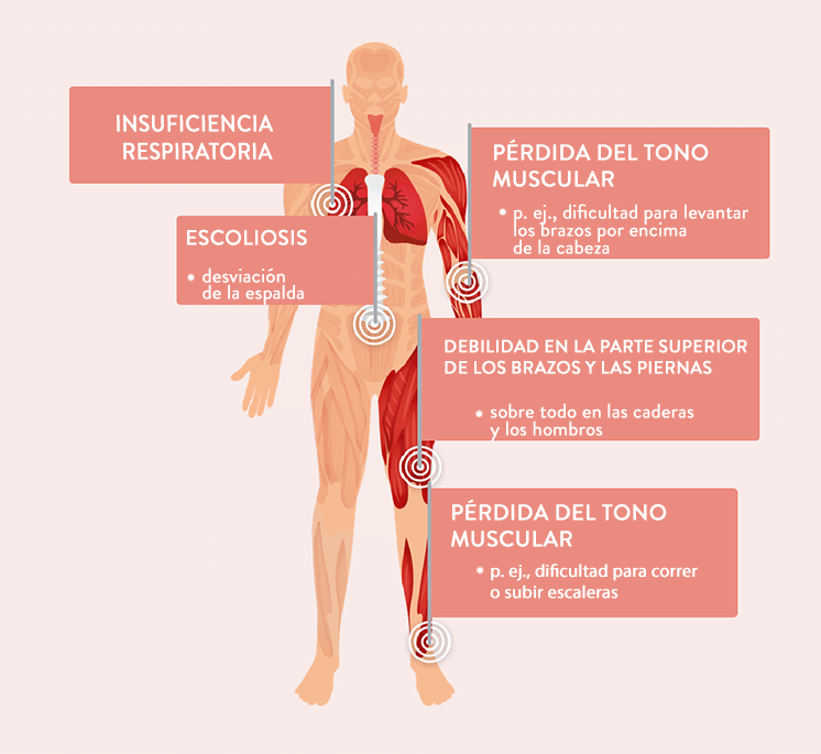 human anatomy